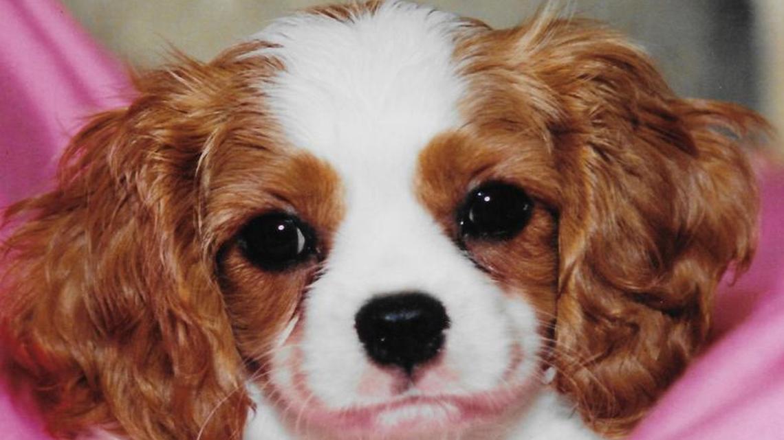 All dogs go to heaven