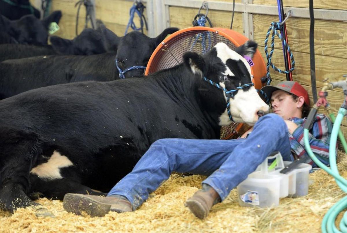 In this 2017 Telegraph file phot, Robert Deal takes a nap with his prize steer, Ledoux, before showing him in the Georgia National Fair.