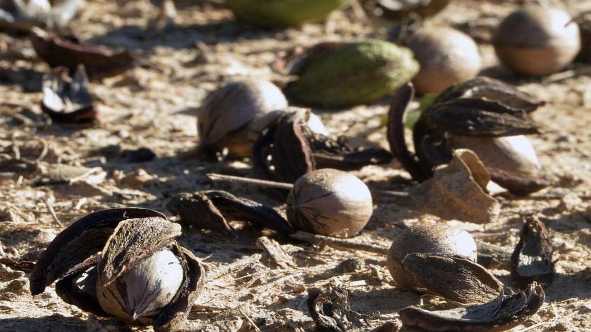 Pecans lie on the ground after a tree shaker shook the nuts off a tree in a Evans Farms orchard in Perry in 2014.
