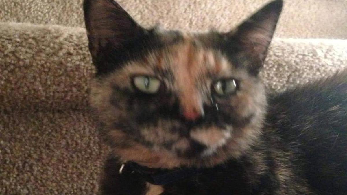 A family from Savannah is asking for help finding Reese’s, a cat that went missing in Macon when they were evacuating from Hurricane Matthew.