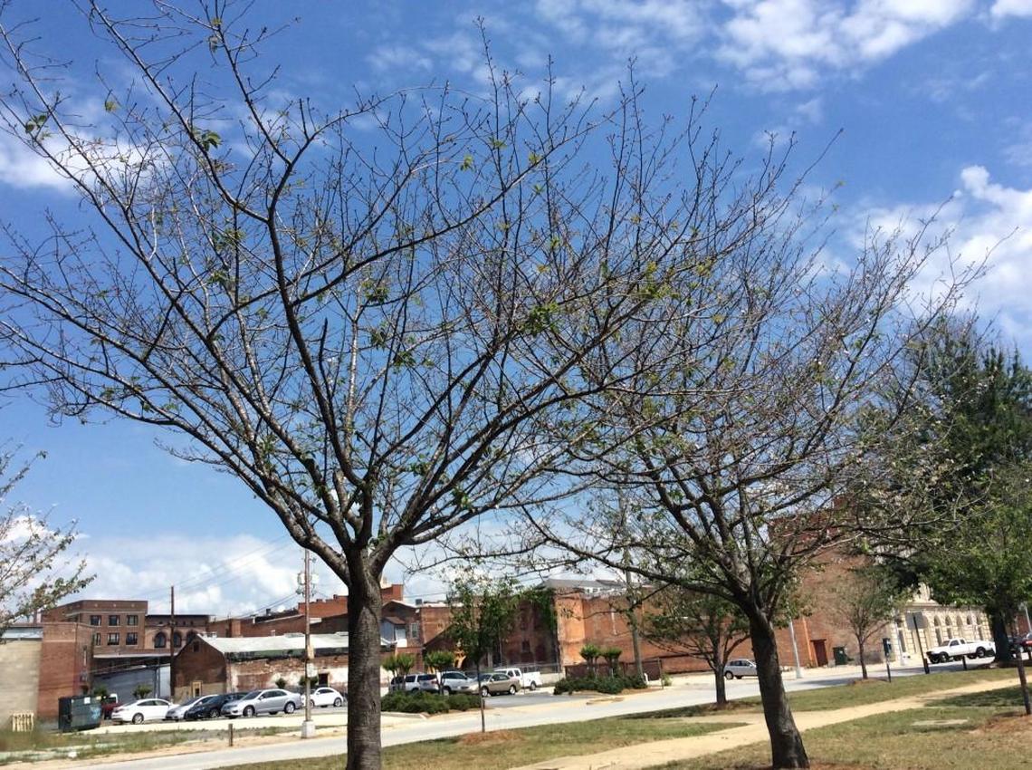 Third Street Park Yoshino cherry trees are irrigated and fertilized, but have yet to bloom. “We’ve got some with no leaves,” Sam Kitchens, director of Macon-Bibb County Parks and Beautification, said Friday. “And we’re worried about next year.”