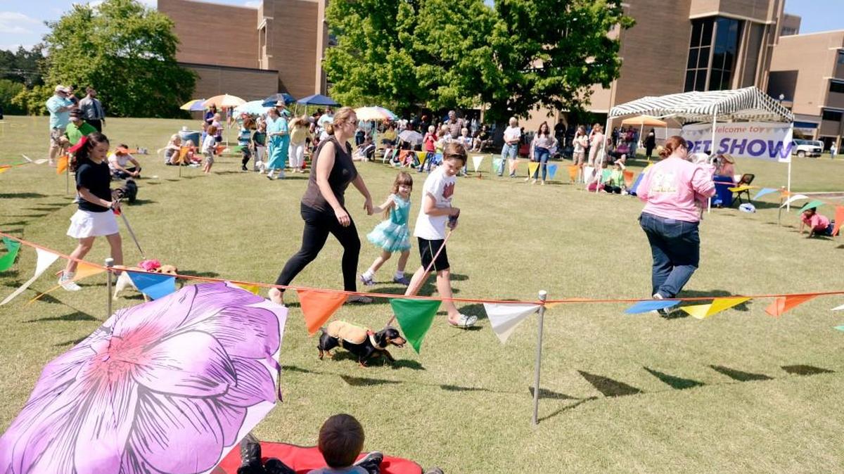 Entrees in the small dog category walk around the ring during the 60th Annual Museum of Arts and Sciences Pet Show Sunday at Northside Coliseum Hospital on April 24, 2016. This year’s show has been postponed due to a threat of thunderstorms.