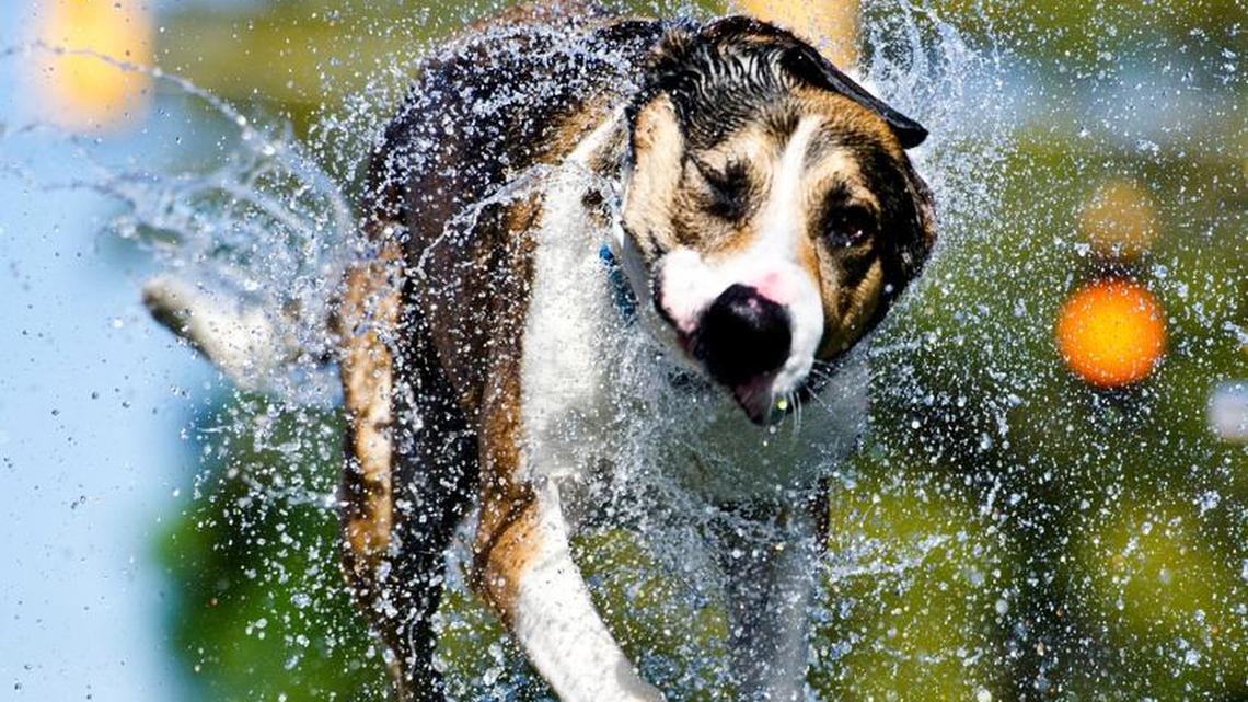 Nathan, a German shepard and pit bulldog mix, shakes water from his fur after leaving Ultimate Air Dogs competition pool at the Perry Dogwood Festival in April.