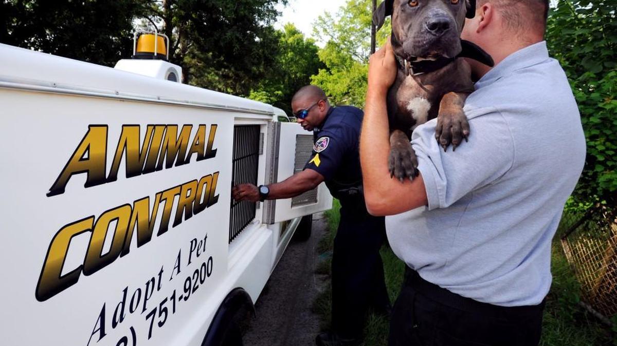 Animal Control officer Bruce Rozier loads a female pit bull into his truck on June 28, 2013. He was called to the scene after two pit bulls attacked dogs outside a Macon home.