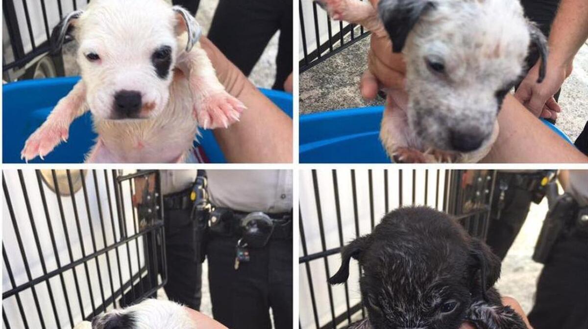 These four puppies were left in a plastic box with the lid on Saturday, and some children who heard their cries saved them.