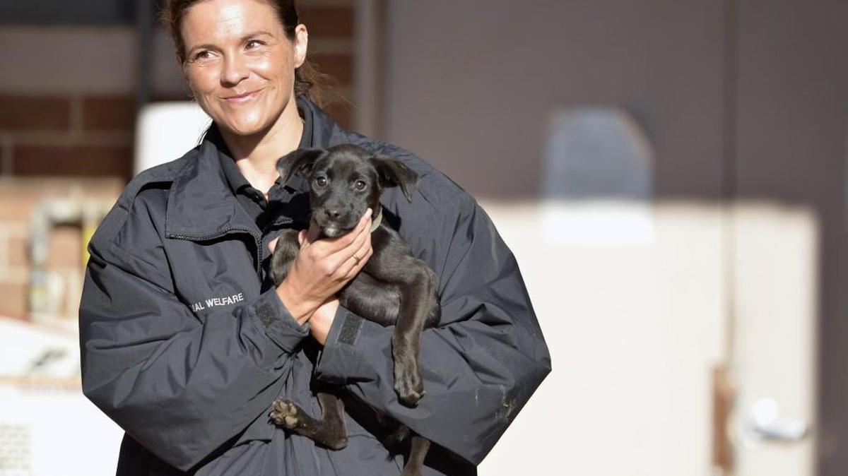Macon-Bibb animal welfare officer Cson Johnson carries a black lab toward the car of Karen Allen of Warner Robins after Allen adopted the puppy in this 2014 Telegraph file photo.