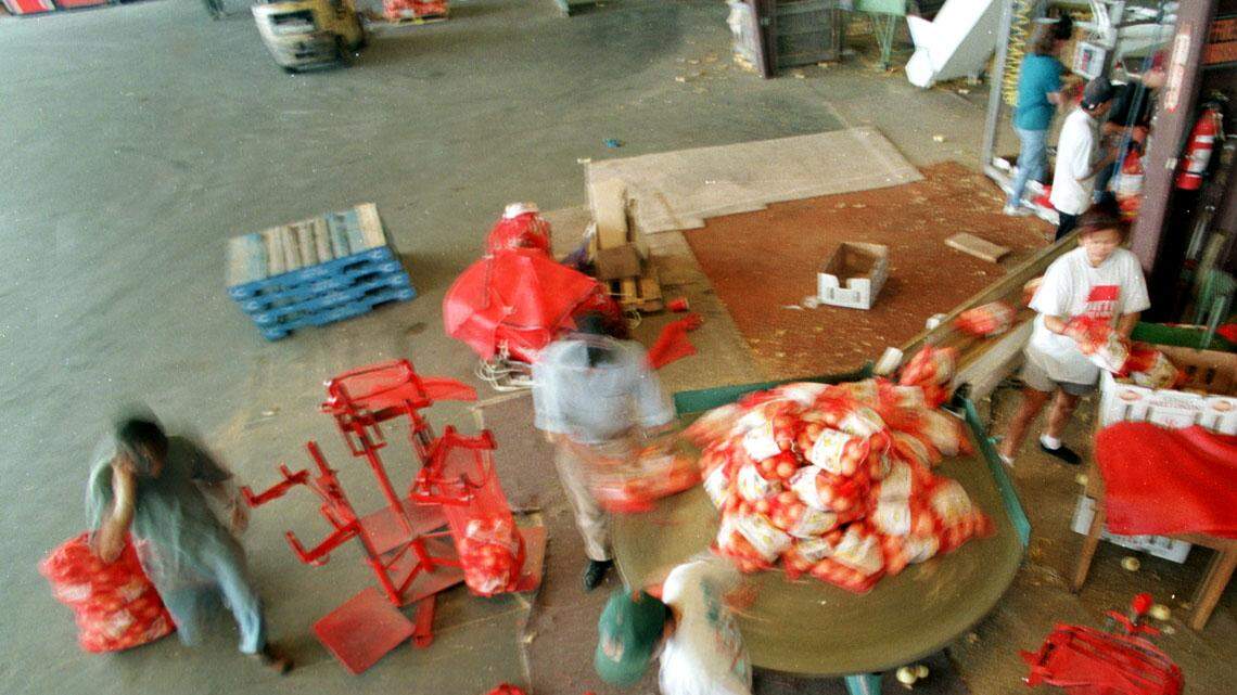 Crackdown on illegal immigrants? We've been here before, and farmers suffered