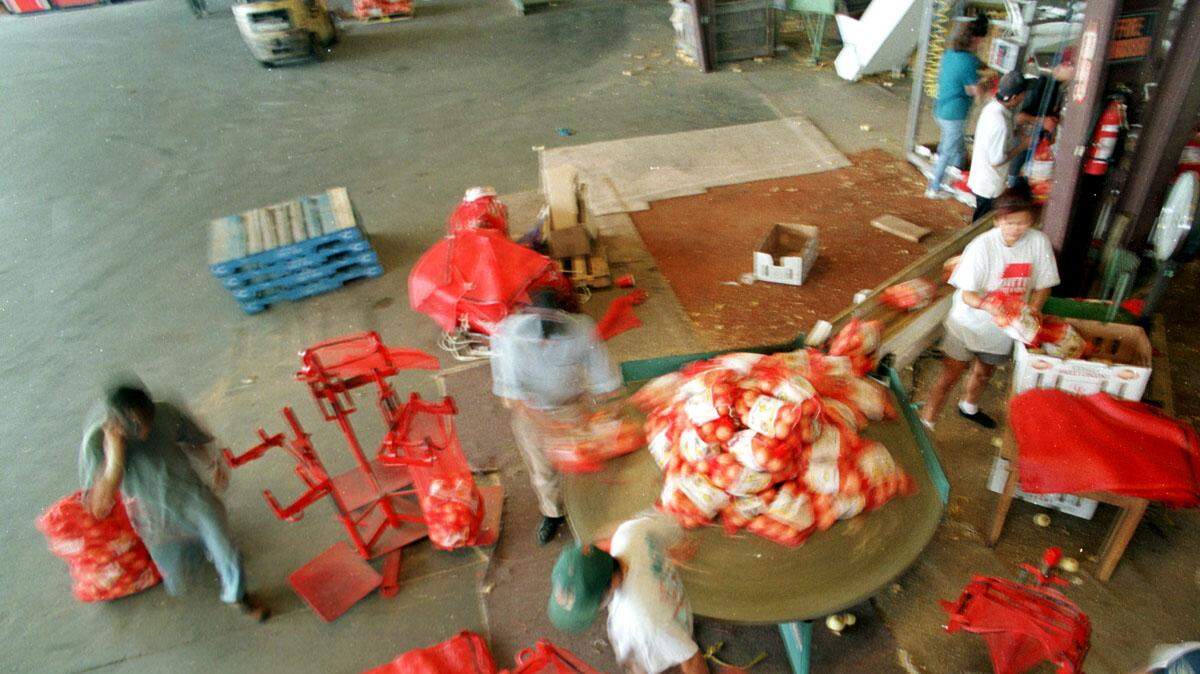 Migrant workers pack onion bags at G & R Farms in Glennville in this Telegraph file photo.
