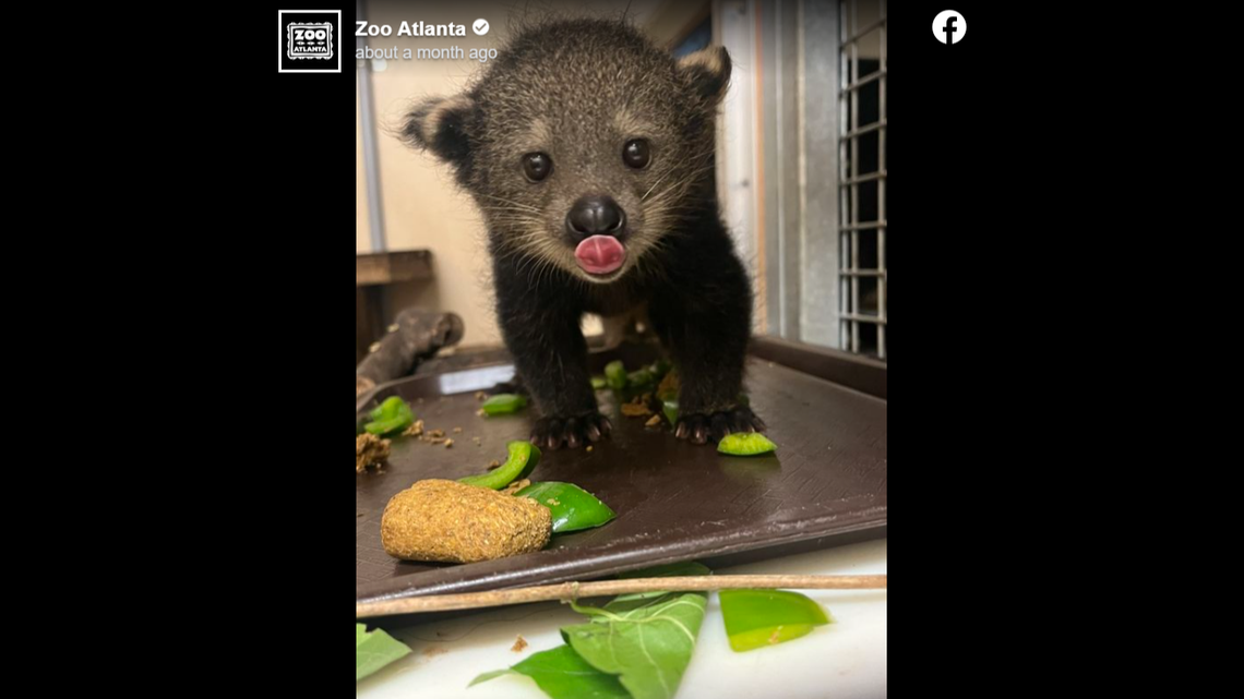 Zoo Atlanta is asking the public to vote for the names of baby binturongs that were born Aug. 31. The bintlets are the first to be born at the zoo.