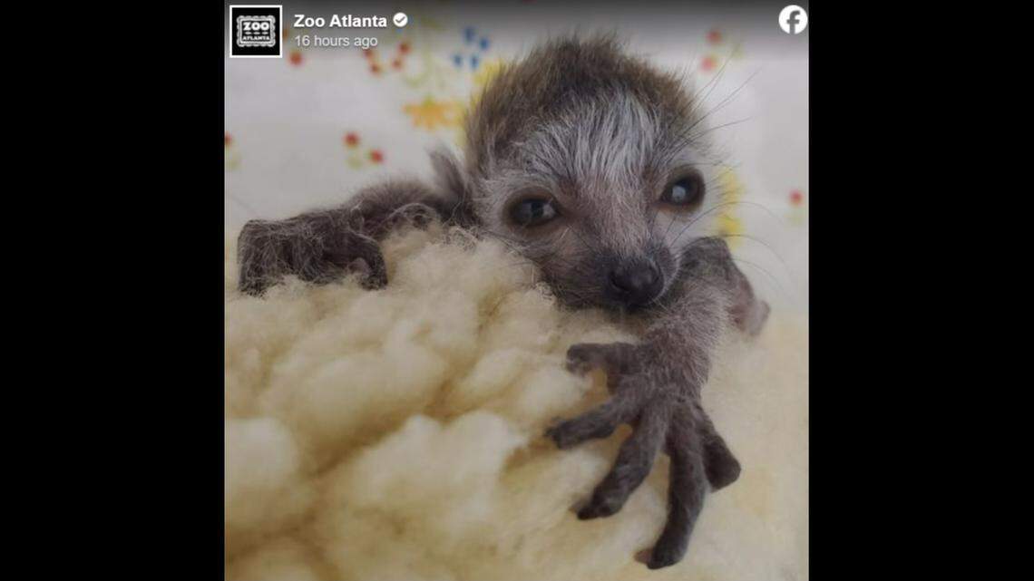 Baby crowned lemur, an endangered species, died days after its birth at a zoo in Atlanta, Georgia, officials said.