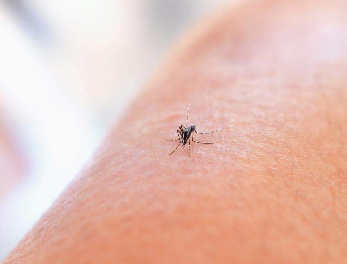 A close-up shot of a mosquito perched on human skin. The mosquito is positioned head-down, with its legs visible on the arm, and the background is a blurred, light color.