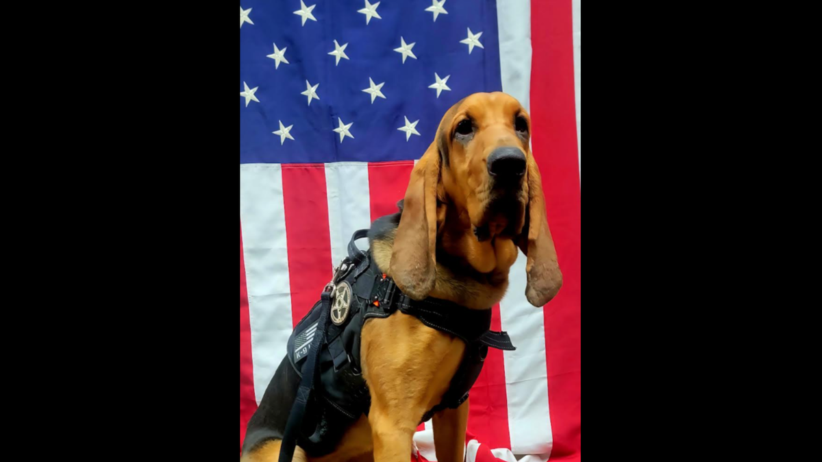 K-9 Georgia of the Dade County Sheriff’s Office in Georgia, was left inside a hot patrol car and later died, authorities said.