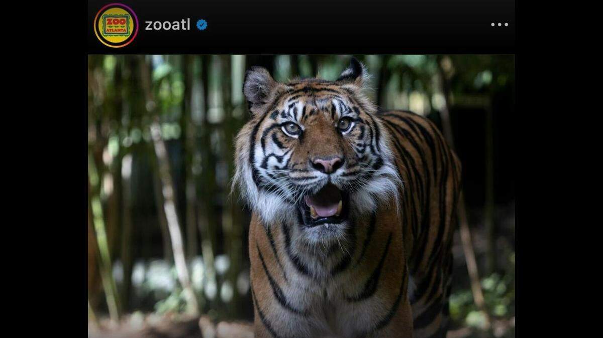 A 20-year-old tiger at a zoo in Georgia was euthanized, officials said.