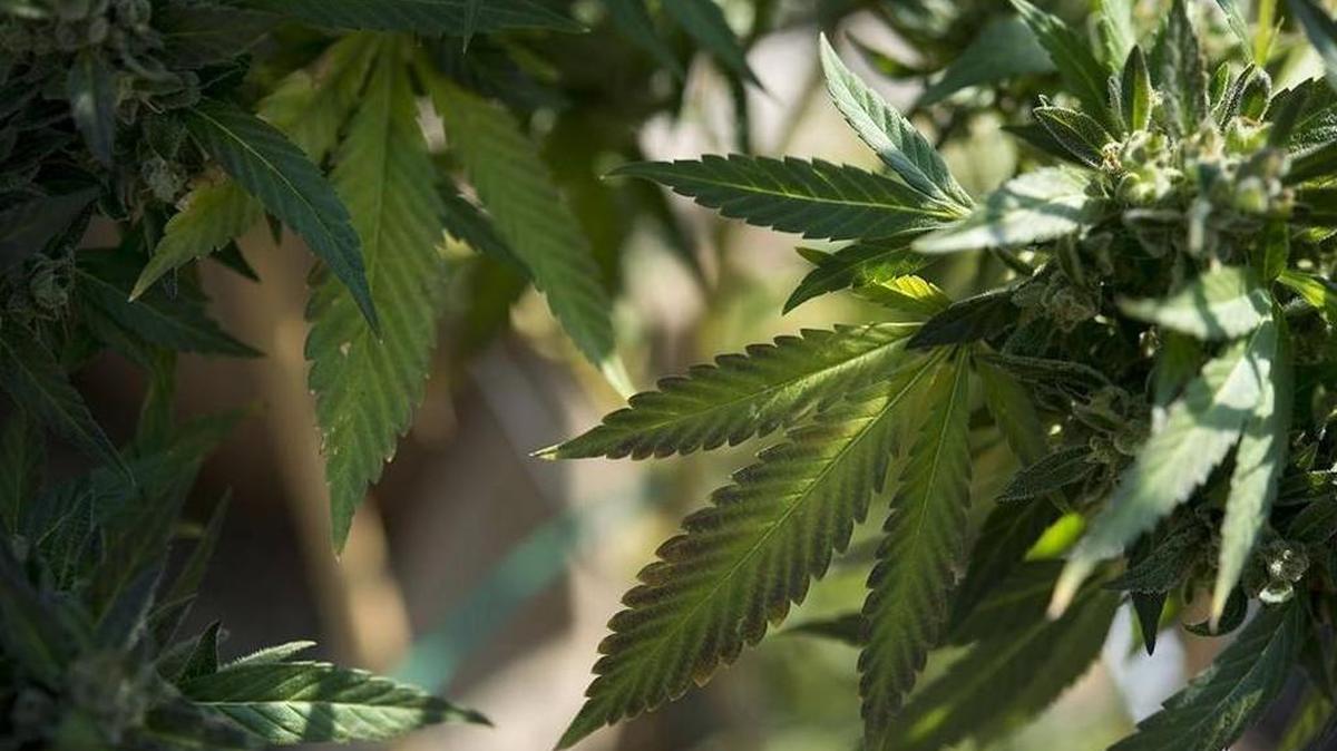 Legislation is pending in the Georgia Senate to reduce felony marijuana possession offenses to a fine-only misdemeanor.
