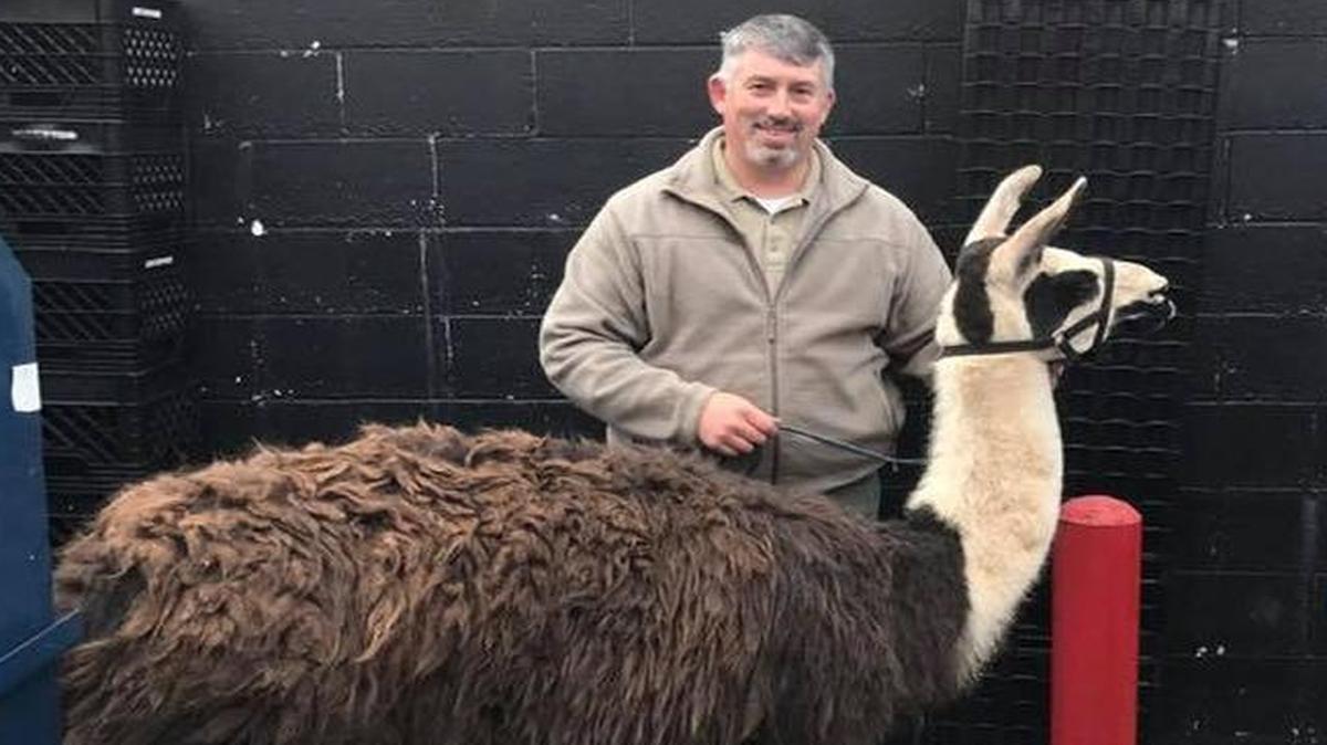 Captain Hale, Llama Whisperer, and the llama in its van.
