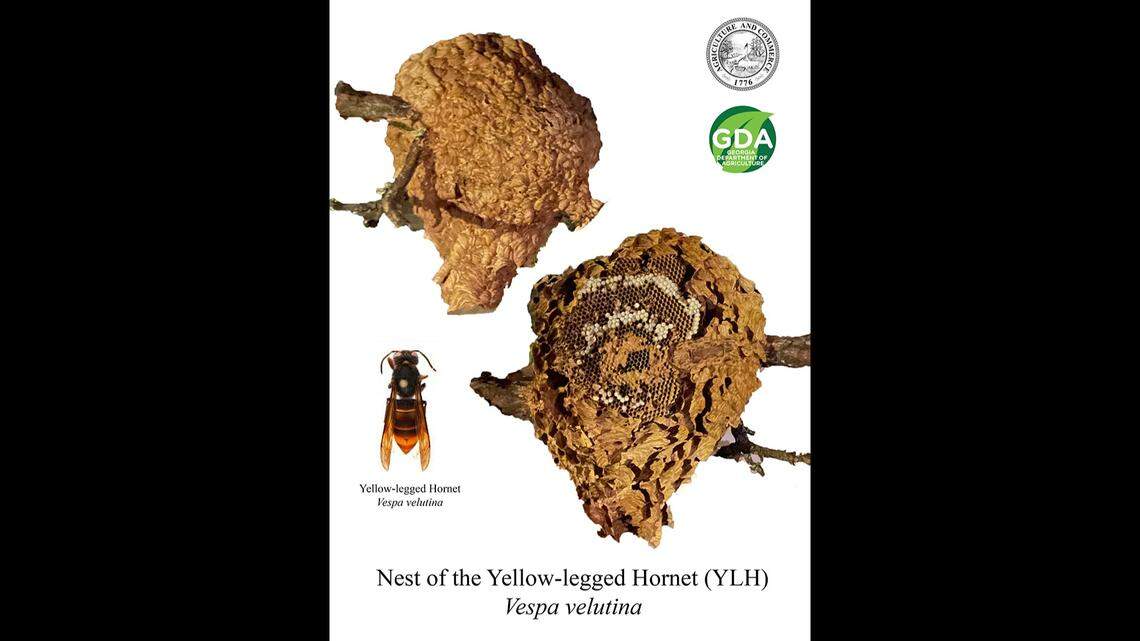 The first nest of the yellow-legged hornet was eradicated Aug. 23, two weeks after Georgia officials confirmed the hornet’s presence in the U.S.