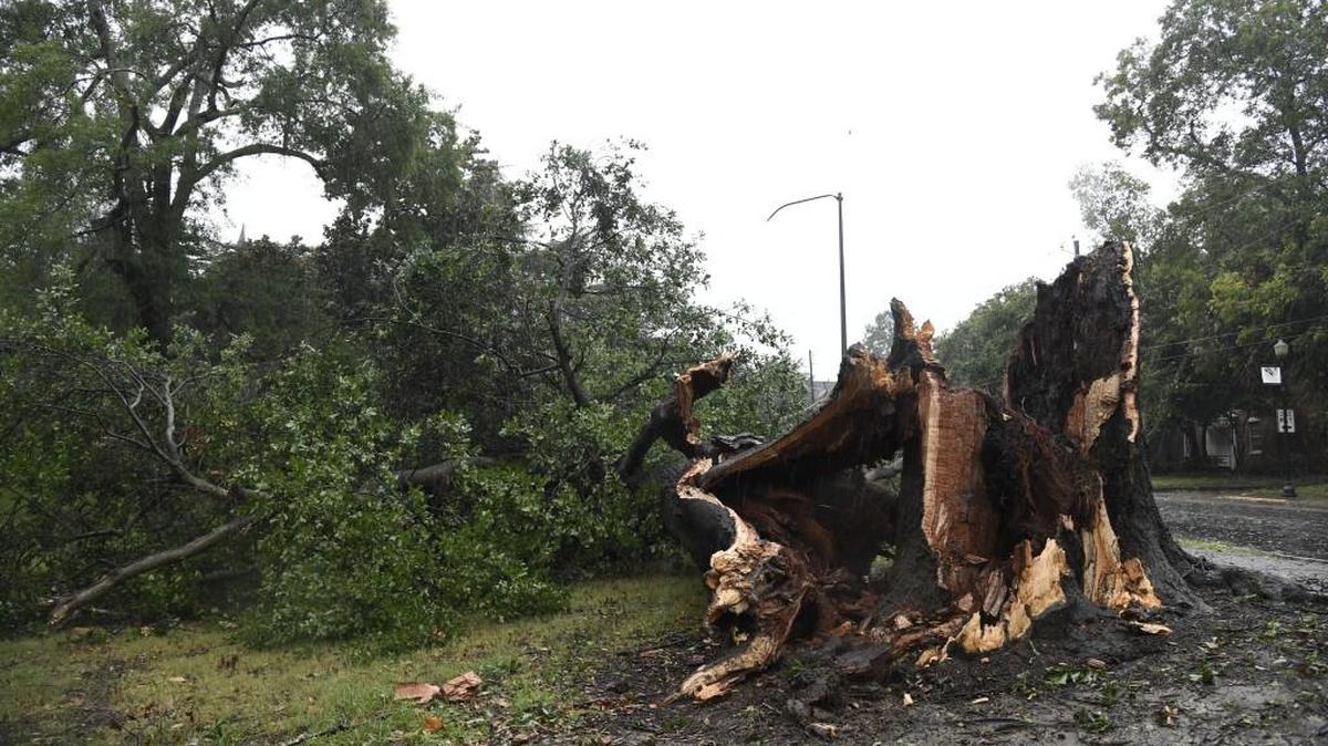 Wind and rain from Irma caused a tree fall in Tattnall Square Park on the Adams Street side on Monday morning.