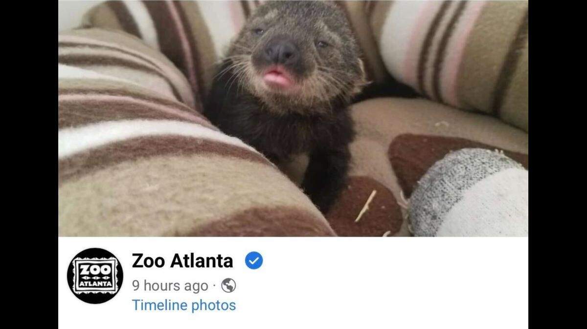 Three binturongs were born at Zoo Atlanta, the first of the species to be born there, officials say. A baby binturong is about the size of a squirrel, according to the zoo.