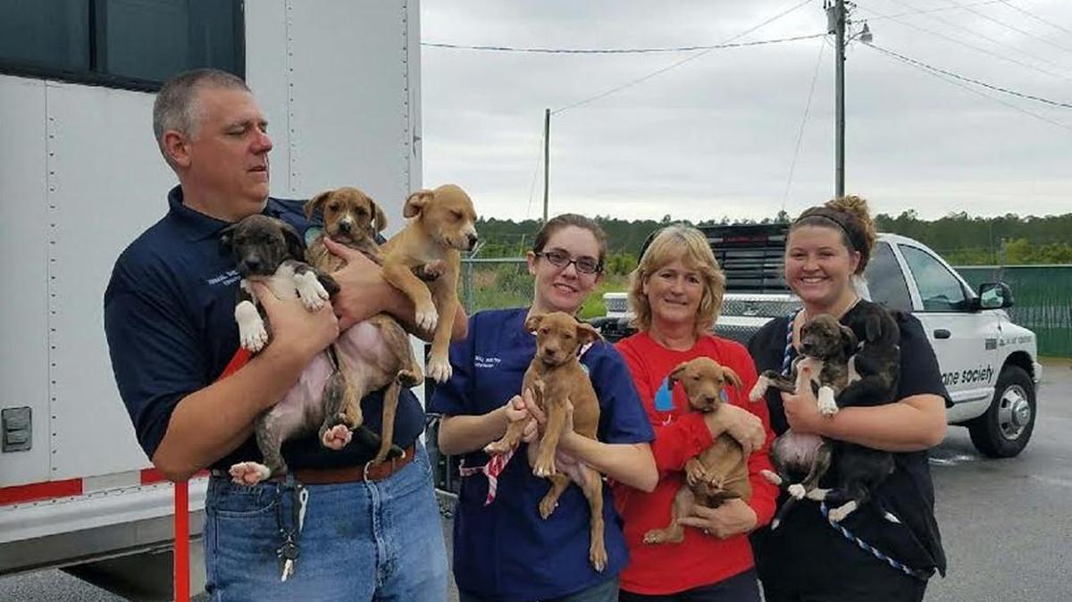 Joe Barlow, Dr. Megan Craven, Audrey Brickson and Brooke Monk hold a litter of puppies that are headed to Atlanta.