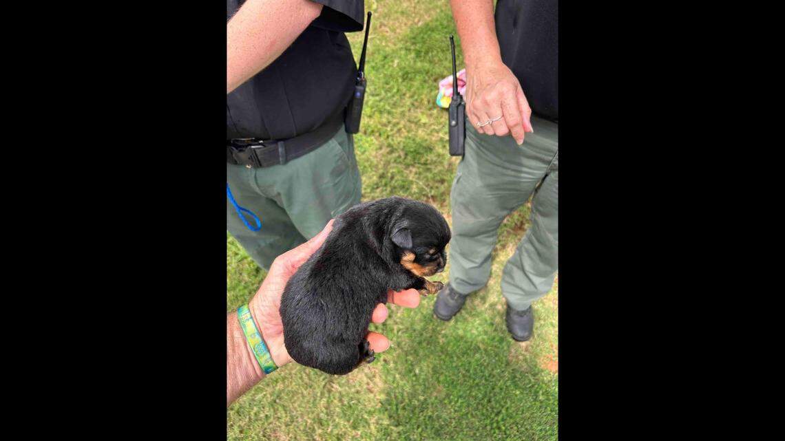 Two Rottweiler puppies were pulled out of an underground storm drain in Georgia after they were swept into the pipe during recent rains, rescuers say.