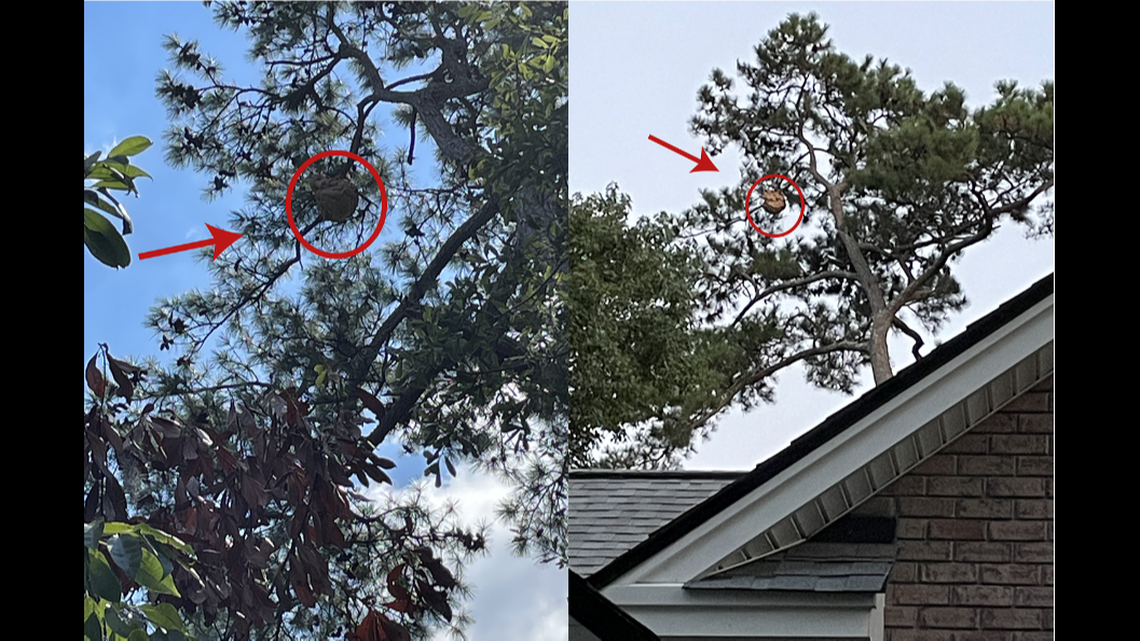 The hornets’ nest was found about 85 feet in the air near a residential area of Savannah, Georgia, officials said in a news release.