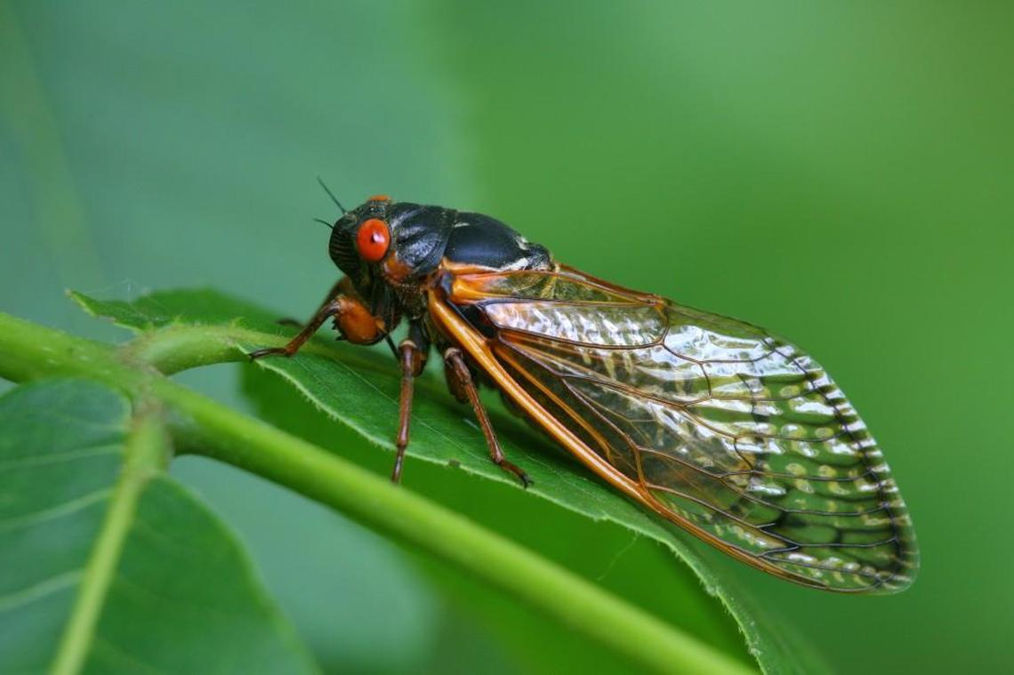 Cicada on plant leaf