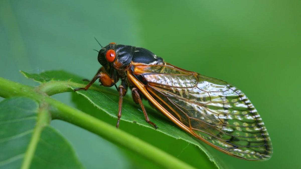 Cicadas are at their peak — so you may see more copperheads. Snake expert explains