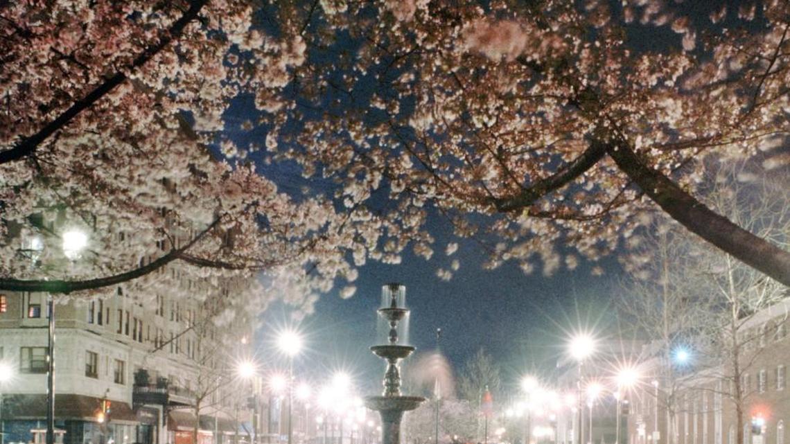 The ‘Pink Carpet’ has been rolled out for the 35th time