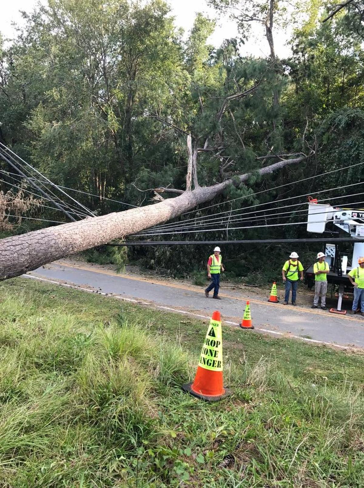Crews prepare to remove tree that had fallen across power lines during Tropical Storm Irma.