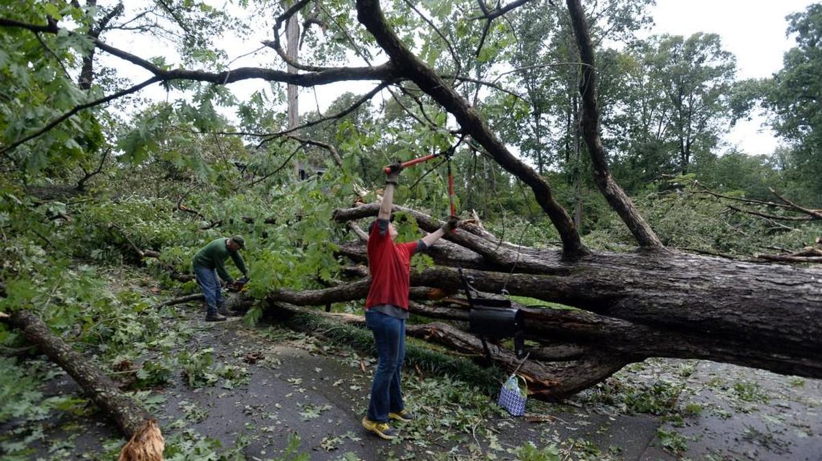Gram Slaton, left, and Liz Shapiro trim up a 100-year old white oak, one of several trees that came down on Oak Cliff Road from a neighbor's yard. Winds from tropical storm Irma pummeled the Shirley Hills neighborhood Sept. 11.