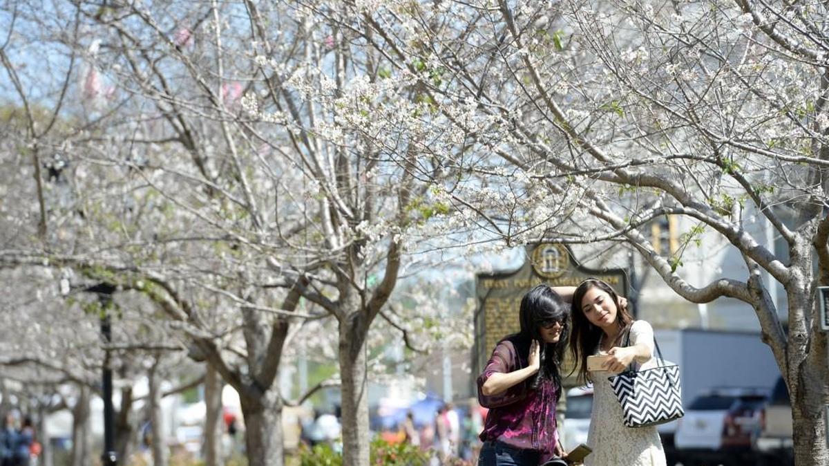 Cherry blossoms are just part of the beauty that nature has bestowed on Bibb County.
