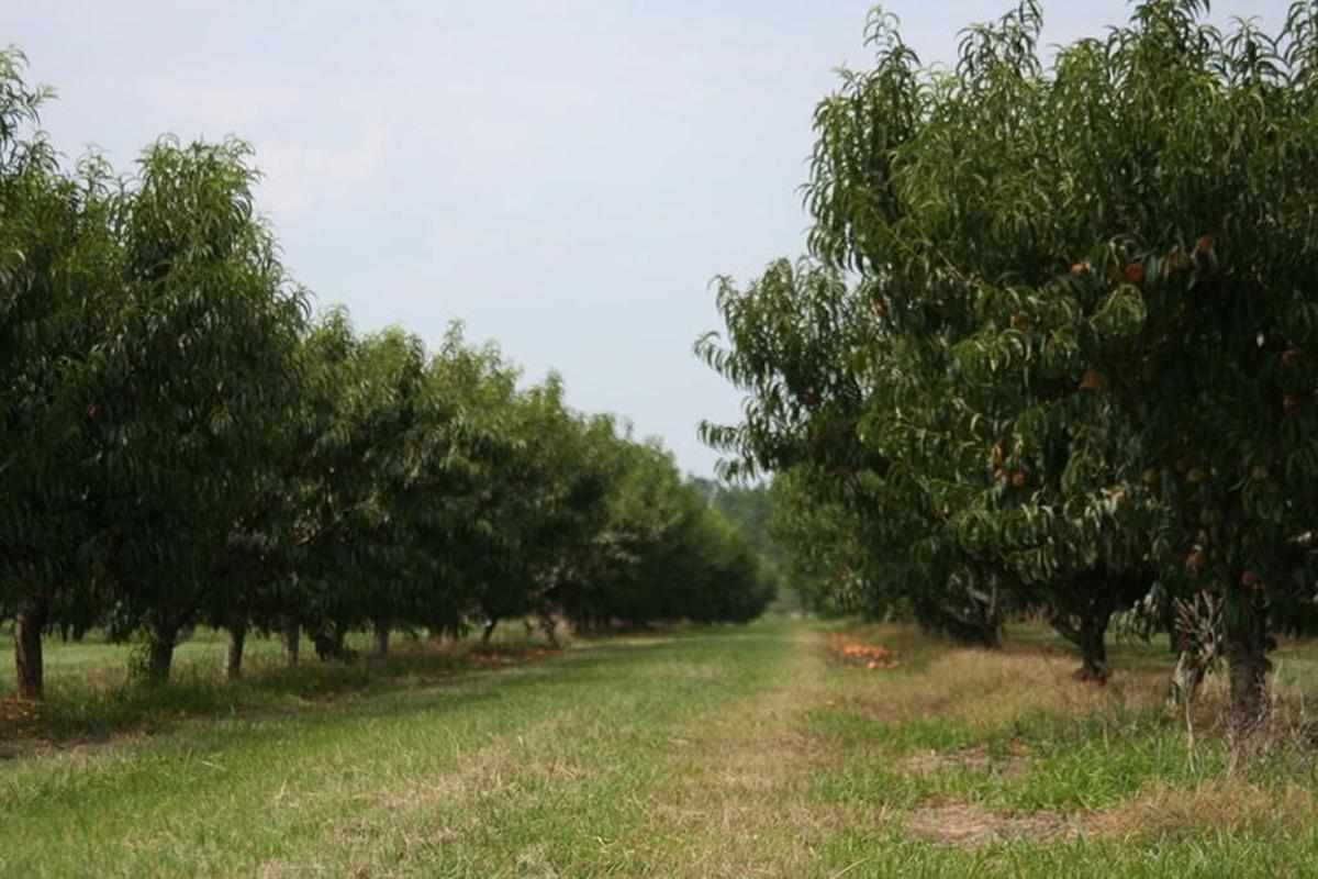 Peach orchard at the U.S. Department of Agriculture’s Fruit and Tree Nut Research Laboratory, Byron, Georgia.
