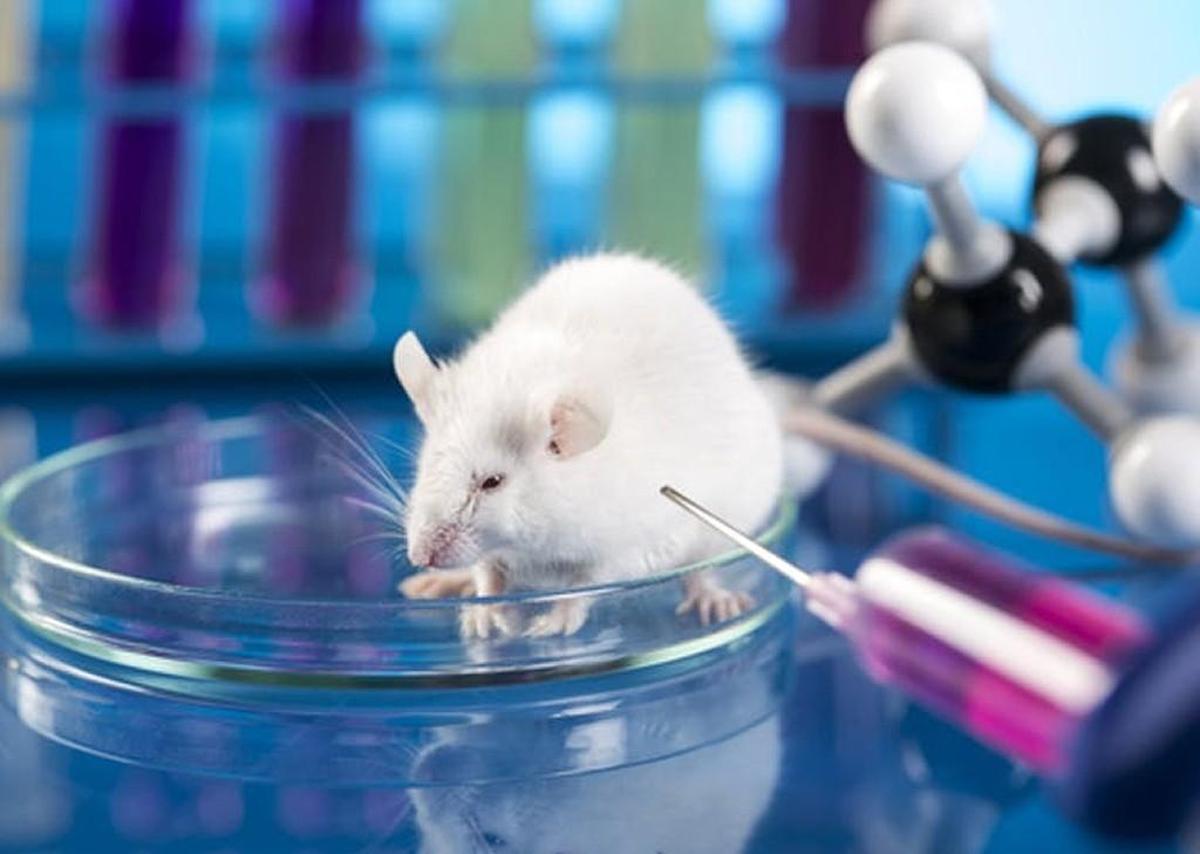 Rats born with low fitness were four times more likely to develop breast cancer, and the difference appeared to be linked to cellular signaling.
