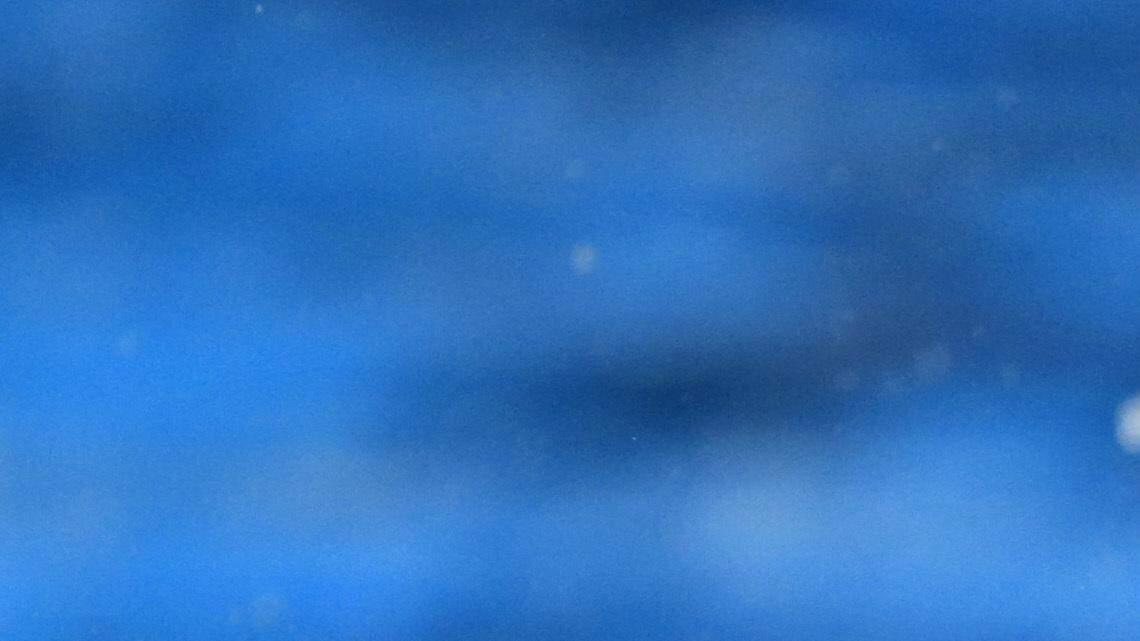 Georgia swimmer Hali Flickinger earns U.S. Olympic bid 