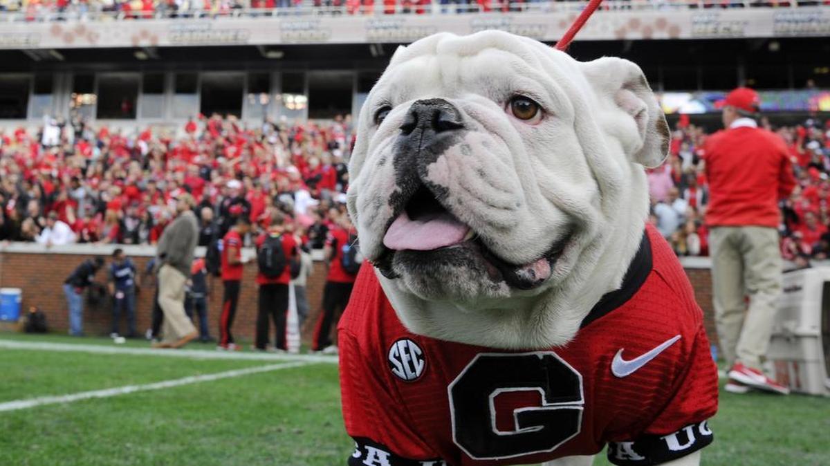 Georgia's mascot Uga X at the Georgia Tech game Saturday, Nov. 25, 2017.