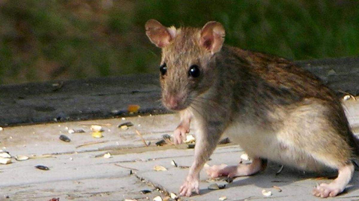 Experts say that rat infestations will increase in Georgia this month.